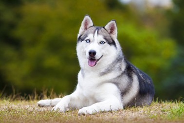 Husky Siberian