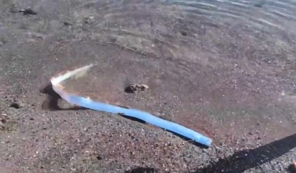 Pestele vâslă apărut pe o plajă în Mexic, Sursă foto: Captură video