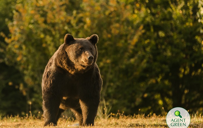 SONDAJ IRES, după scandalul Arthur: Românii resping interzicerea creșterii de animale sălbatice pentru vânătoare, dar spun nu vânzării de blănuri naturale