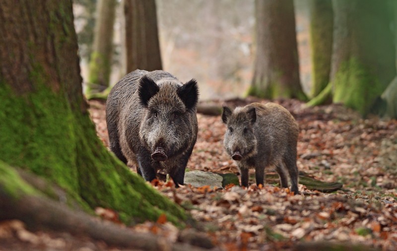 Porcul mistreț - lucruri uimitoare și curiozități despre acest animal