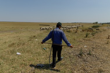 Anul 2022 a fost considerat de climatologi și cel mai secetos din istorie. Efectele au fost devastatoare pentru culturile agricole și pentru animale. În fotografie, un cioban din județul Buzău își duce turma de oi către unul dintre puținele lacuri din regiune care nu a secat, în urma unei veri caniculare, 26 iulie 2022. Foto: Vlad Chirea