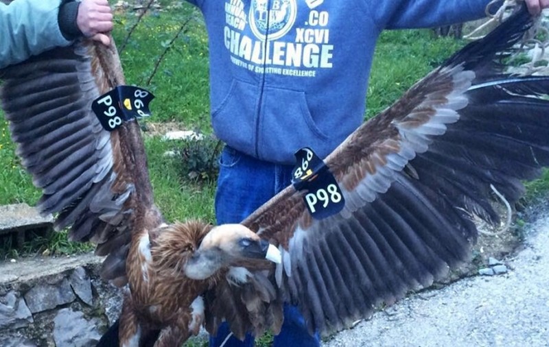 Și animalele pot fi agenți 007! Un vultur a fost arestat în Liban pentru spionaj, România a folosit delfini miliari
