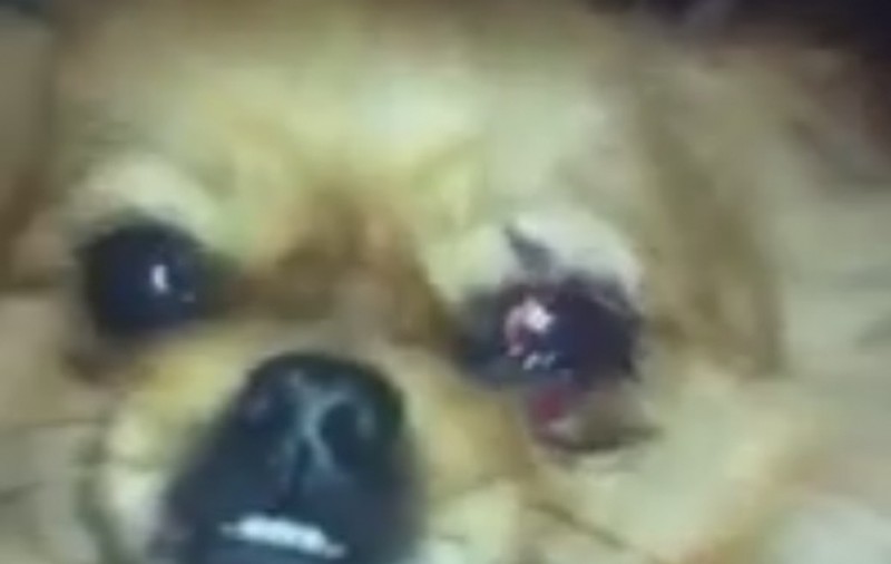 Ce suflet! Consilier acuzat că a MUTILAT un CĂȚELUȘ. I-a dat cu o CĂRĂMIDĂ în cap! 