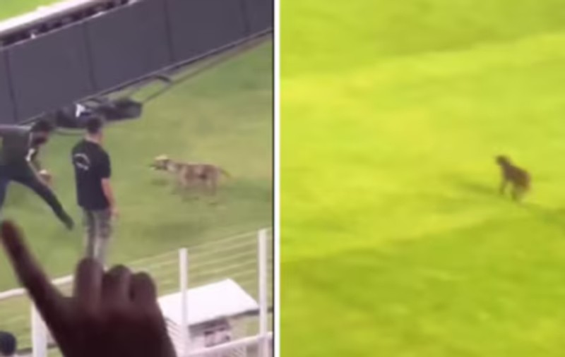 Un câine a intrat pe teren, „fentând” polițiștii și agenții de securitate, și a întrerupt un derby de cricket din India, urmărit de 90.000 de spectatori | VIDEO