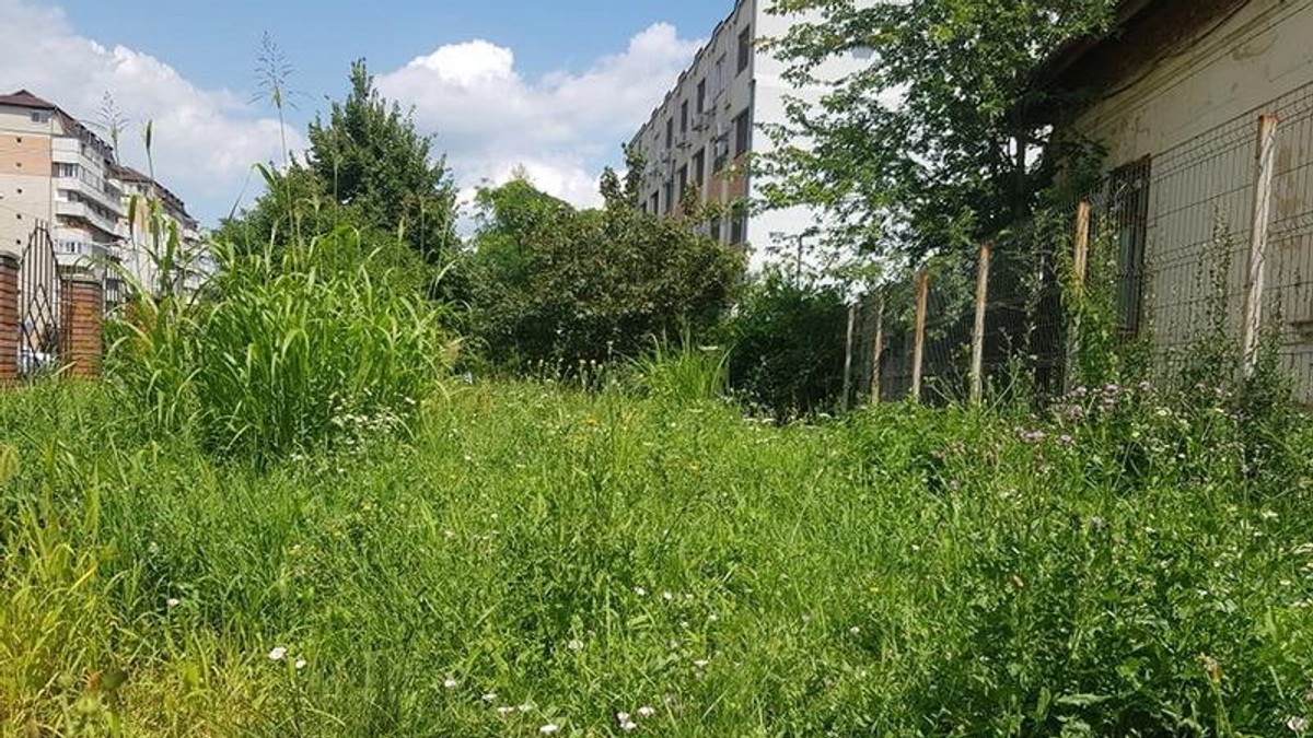 Bălăriile au năpădit Poliția Oradea. Vegetația depășește și jumătate de metru