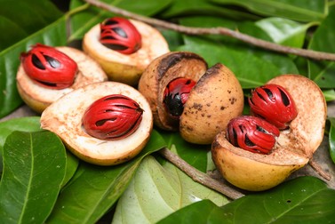 Fructul de nucșoară