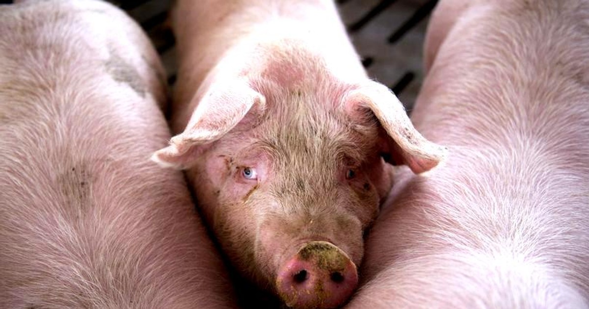 Porci într-o fermă