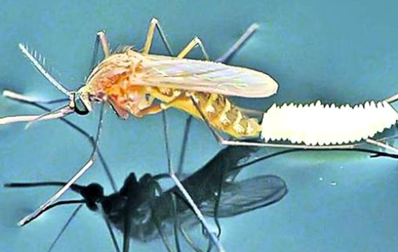 Primul caz de infecţie cu virusul West Nile din acest sezon, confirmat la un bărbat din Galaţi