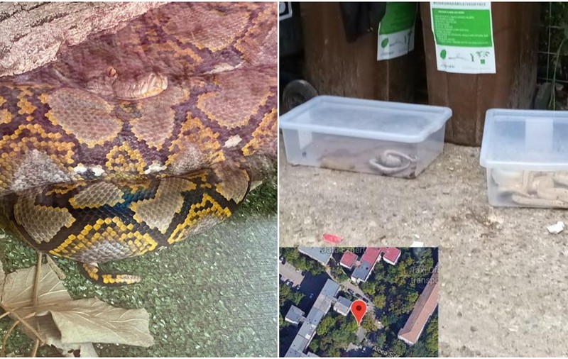 Un orădean care a abandonat pitonii la gunoi este reclamat și că ar crește 200 de șobolani în captivitate. Ce pedeapsă riscă