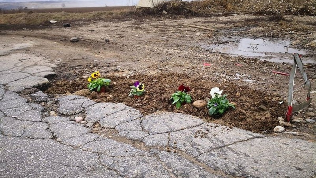 Au plantat panseluțe în "craterele" din asfalt! Doi bărbați au găsit un mod inedit de a protesta față de primărie, care nu e interesată de starea deplorabilă a drumurilor