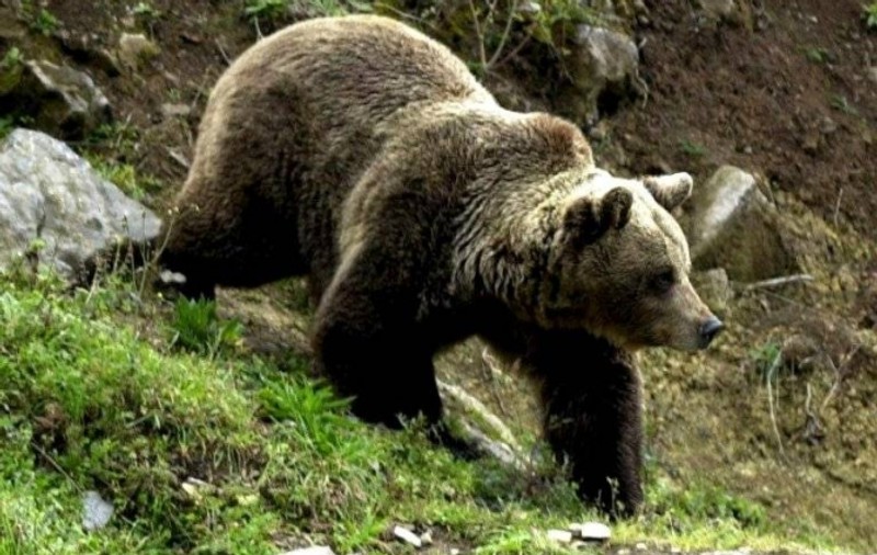Un urs a atacat un bărbat din Dâmbovița