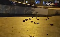 Șobolani pe un trotuar din București