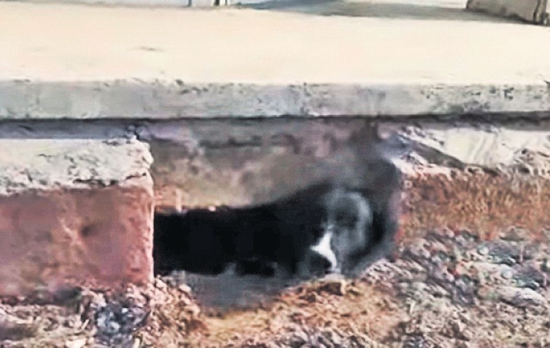 A salvat o căţeluşă zidită la temelia blocului