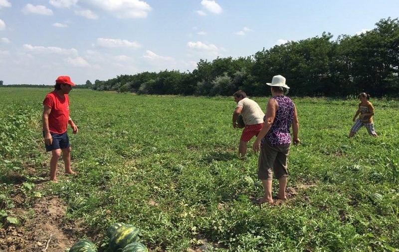 Recoltele au fost abandonate pe câmp din cauza lipsei forței de muncă! „Românilor nu le place să muncească”
