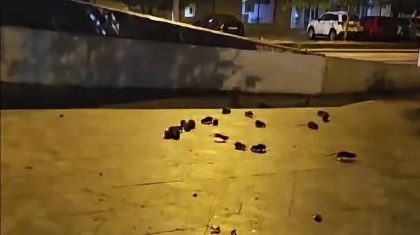 Șobolani pe un trotuar din București