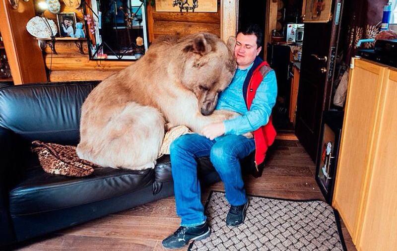 O familie din Rusia stă în casă cu un urs de 140 de kilograme. Animalul mânâncă la masă şi se uită la TV: "Nu e agresiv deloc"