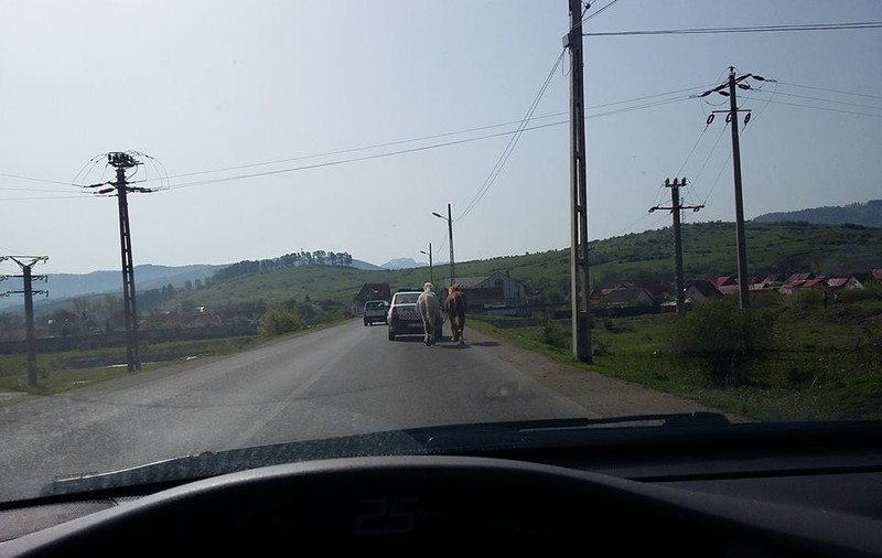 Cai legați de mașina Poliției Locale, în județul Brașov. Stăpânii au fost amendați pentru că au lăsat animalele nesupravegheate