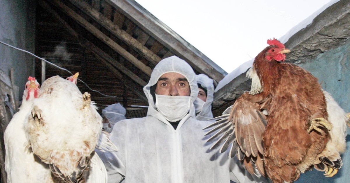 Gripă aviară în județul Argeș! Două focare confirmate și peste 40 de păsări moarte