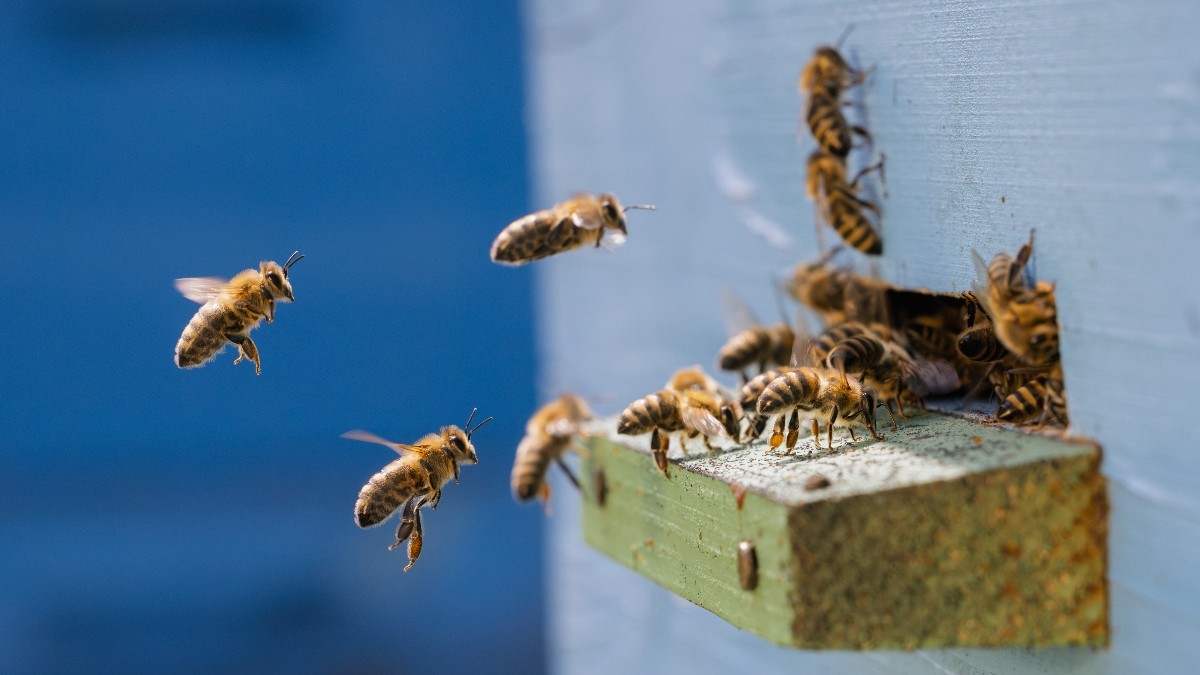 Un val de furturi de stupi, însoțit de amenințarea devastatoare a acarianului varroa, pune în pericol industria apicolă din nordul îndepărtat al statului Queensland, Australia. Sursă foto Shutterstock