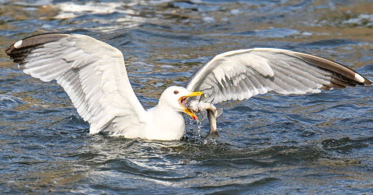 Un pescăruș ține un pește în cioc în timp ce-și desface aripile
