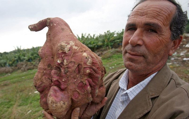 Cel mai mare cartof din lume cântăreşte 12 kilograme