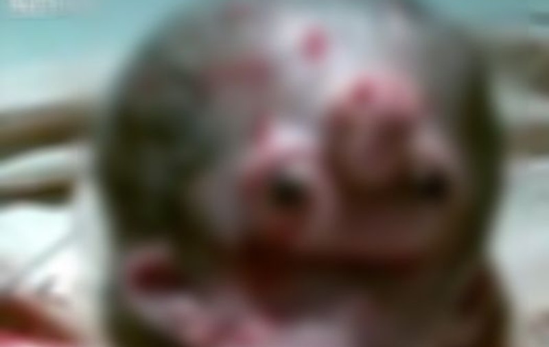 Ce CREATURĂ ciudată s-a născut în EGIPT! | VIDEO ŞOCANT 18+