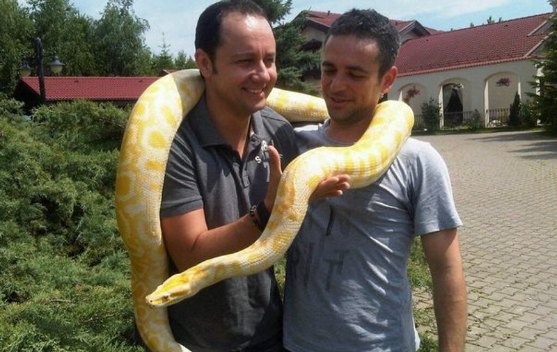 Foto | Măruță s-a pomenit cu un piton de 30 de kilograme pe umeri
