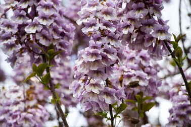Flori de Paulownia
