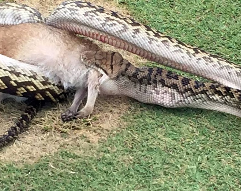 Imagini șocante din golf! Un piton lung de 4 metri a înghițit un pui de cangur / GALERIE FOTO