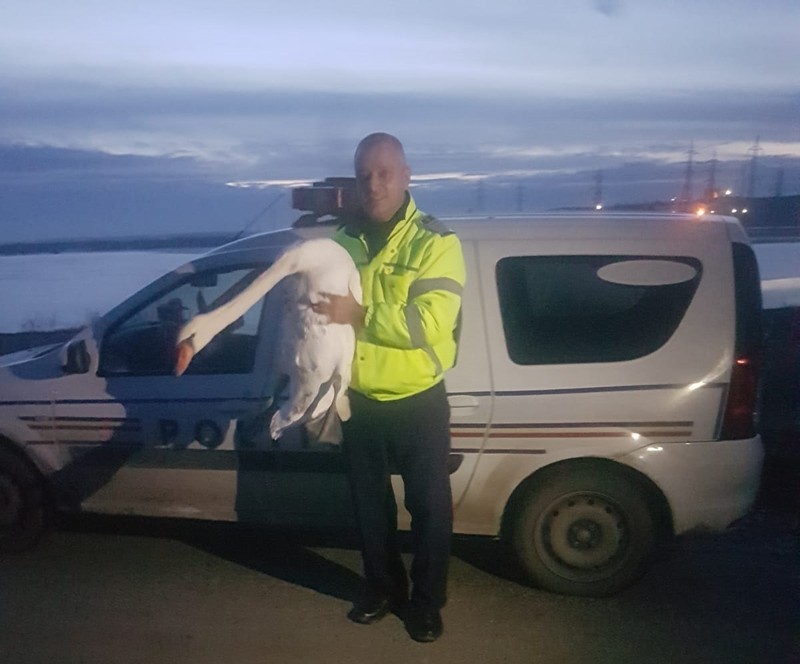 Agent șef Stoian Ion, polițist rutier în Drăgănești-Olt, și păsarea salvată de el