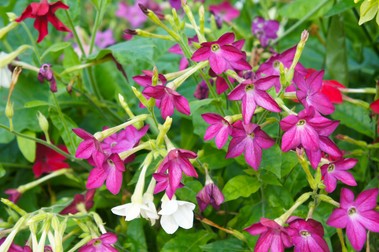 Florile de Regina noptii pot avea diverse culori