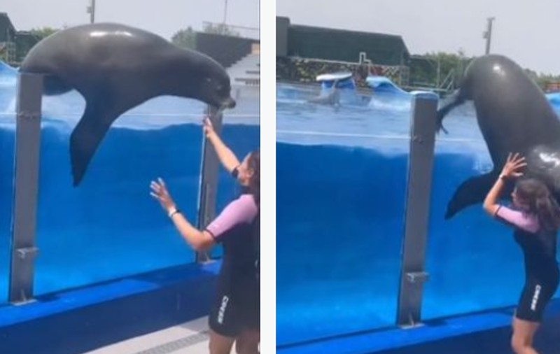Momentul în care un leu de mare care încerca „să evadeze” din bazin cade peste o îngrijitoare, într-un parc acvatic din Spania