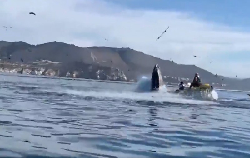 VIDEO | Două femei care au ieșit cu caiacul în largul coastei californiene, la un pas să fie înghițite de o balenă