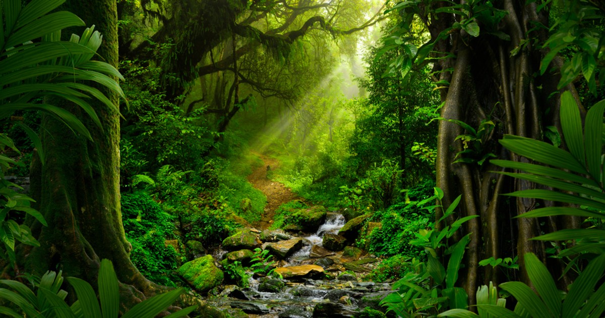 Ce este jungla- Curiozitati