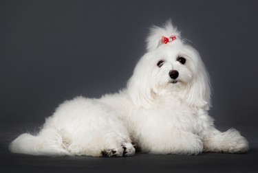 Cum arată un Bichon Maltez