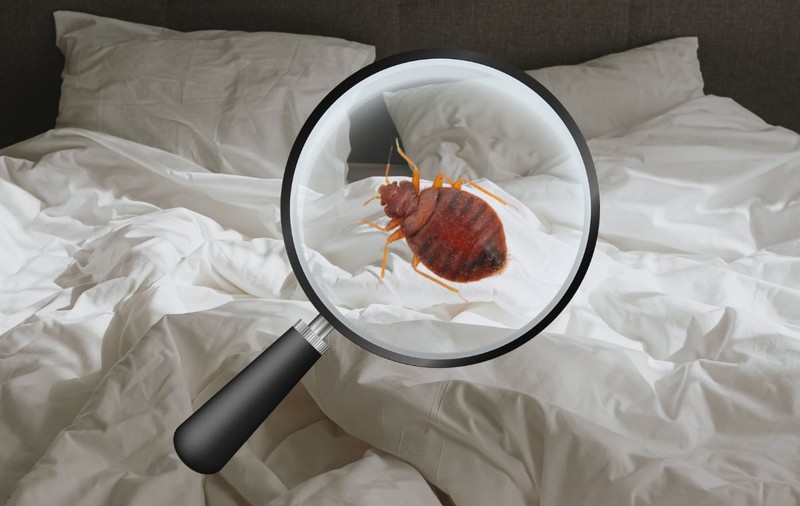 Soluție ploșnițe: Ce funcționează cu adevărat împotriva infestării?