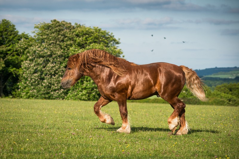 Cele mai frumoase rase de cai -Suffolk Punch