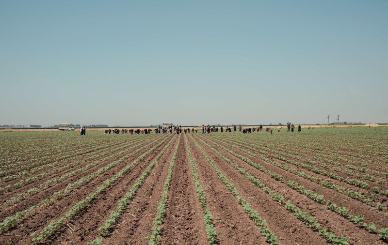 Cel mai scump teren agricol din Arad, scos la vânzare. Un hectar costă zeci de mii de euro