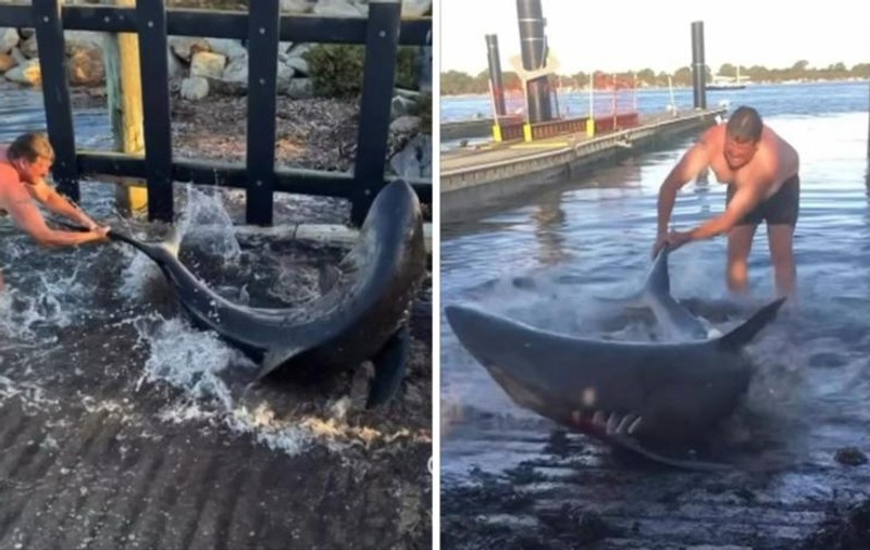 „Aquaman” din Australia. Un bărbat a salvat cu mâinile goale un rechin care se prinsese în firele undițelor sale | VIDEO