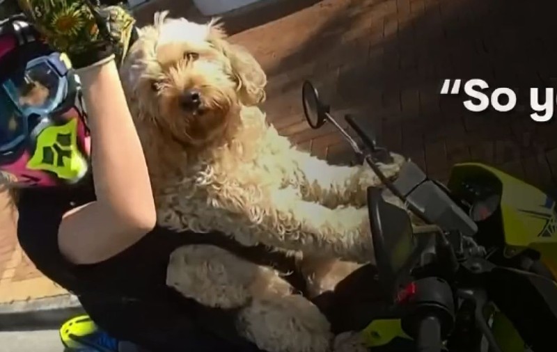 Amendă pentru o motociclistă și câinele ei copilot, în Australia: „Nu am mai văzut așa ceva” | VIDEO