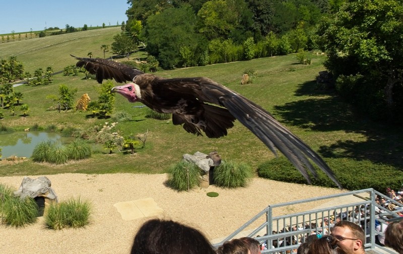 Cea mai mare volieră din Europa, inaugurată de o grădină zoologică din Franța. Cum arată uriașa cușcă cu păsări exotice