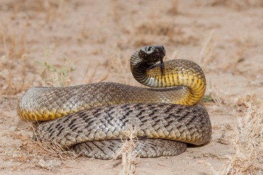 Inland Taipan