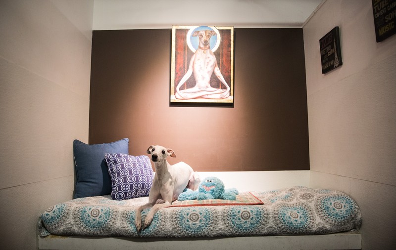 FOTO | Cum arată un hotel de lux pentru căței. Cât de bine o duc patrupedele care ajung aici