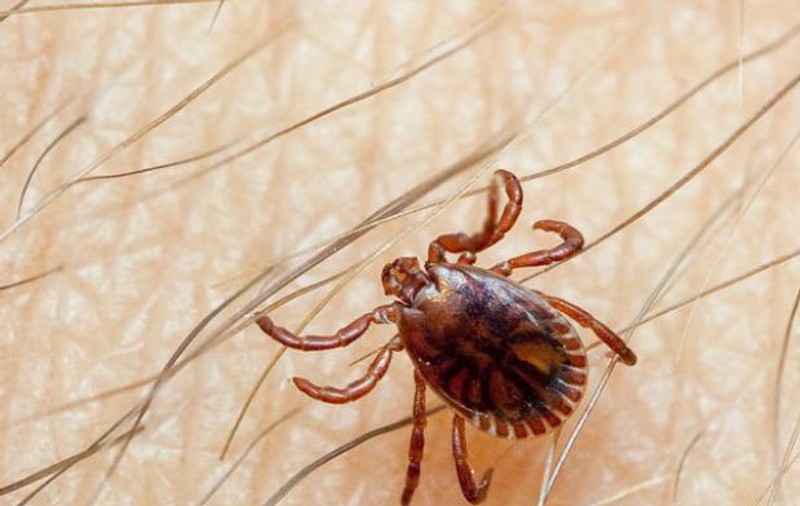 Căpuşele atacă din nou! Doi buzoieni au ajuns la spital după ce au fost muşcaţi de insecta parazită