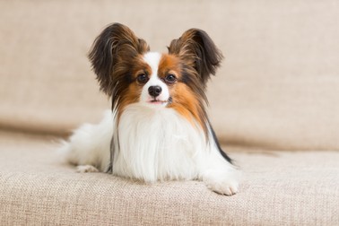Câini mici inteligenți -Papillon