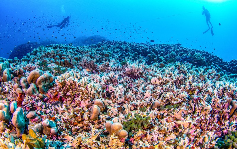 Cel mai mare coral înregistrat vreodată a fost descoperit în Oceanul Pacific