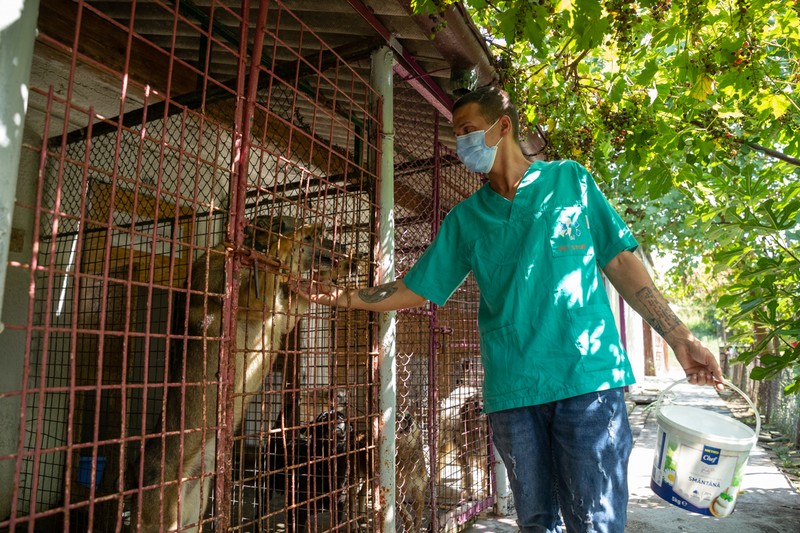 „Am învățat să comunic mai bine. Știu să socializez și mai bine cu oamenii datorită lor. Te fac să fii mai deschis”, spune Matei despre lecția pe care animalele i-au dat-o.