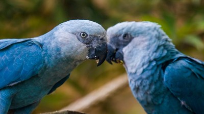 Papagali Spix’s macaw