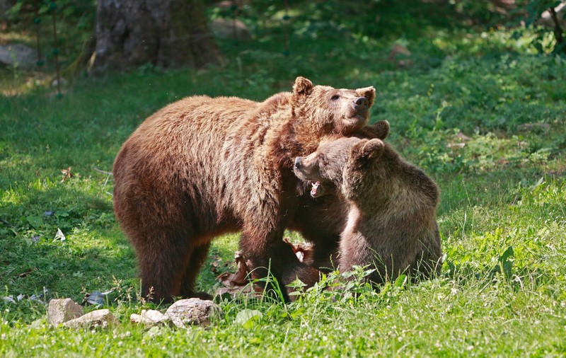 Suedia va ucide 20% din populaţia sa de urşi bruni, în cadrul vânătorii anuale. Ecologiștii sunt revoltați
