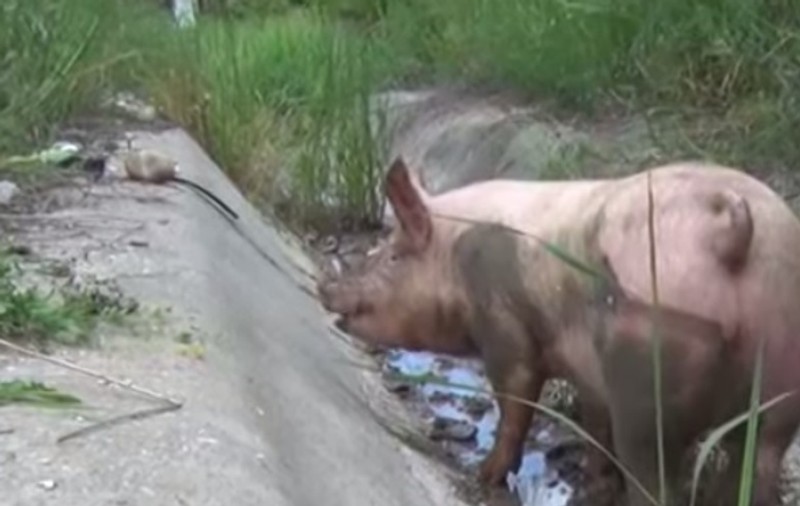 Un TIR cu porci s-a răsturnat pe A1 | VIDEO